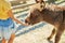 Little girl feeding donkeys in the countryside, in a farm, Friendly Donkey