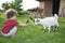 Little girl feeding goat grass .