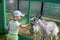 Little girl feeding goats