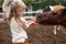 little girl feeding pony horse with apple in equestrian club