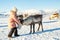 Little girl feeding reindeer