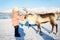 Little girl feeding reindeer