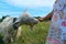 Little girl feeding a white goat, cropped shot, horizontal view. Farm, people, mammals concept.