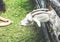 Little girl feeding a white goat, cropped shot, horizontal view. Pets, farm, people.