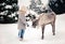 A little girl feeds a horned reindeer in the winter forest