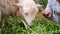 Little girl feeds the lamb with grass. Small lamb chews grass close-up, slow motion