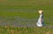 Little girl in field of bluebonnets