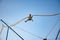 Little girl flies on elastic bands and jumps on a trampoline