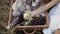 A little girl gets a green apple from a straw basket. Fruits: grapes and apples, juice