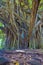 Little girl and giant banyan tree