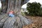 Little girl and the Giant. Base Roots Giant Sequoia Tree. Nelson , New Zealand