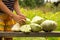 Little girl hands harvesting squashes in a garden and putting vegetables on a wooden board