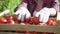 Little girl harvesting fresh tomatoes in the garden. Funny gardener sorts fresh ripe tomatoes in a wooden box