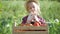 Little girl harvesting fresh tomatoes in the garden. Funny gardener sorts fresh ripe tomatoes in a wooden box