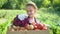 Little girl harvesting fresh tomatoes in the garden. Funny gardener sorts fresh ripe tomatoes in a wooden box