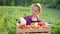 Little girl harvesting fresh tomatoes in the garden. Funny gardener sorts fresh ripe tomatoes in a wooden box