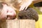 Little girl and a hedgehog