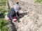 Little girl helping to plant potatoes in the village, mom with baby on the field