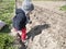 Little girl helping to plant potatoes in the village, mom with baby on the field