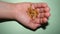 Little girl holding insects mealworms - larvae superworm | hand and beetles on white background close up - Stages of the meal worm