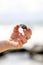 Little girl holding shell at the beach