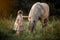 Little girl with horse