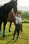 Little girl jockey communicating with her black horse in professional outfit