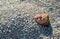 A little girl lies on the beach under the pebbles. Baby is buried in the pebbles on the beach, only her head is visible. A child o