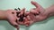 Little girl and little boy holding Mealworms, stages of a mealworm, adult