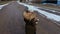 Little girl looking to cross the street and then go to bus stop