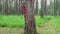 Little girl looks  behind the tree in forest