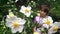 Little girl looks at butterfly on a blossom flowers in the garden