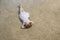 Little Girl Lying On Carpet At Home