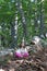 Little girl meditating in the forest