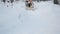 Little Girl with Musher Riding in Husky Sledge