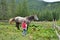 Little girl next to a horse