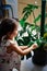 A little girl oiling the houseplant leaves, taking care of plant Monstera using a cotton sheet. Home gardening