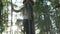 A little girl passes an obstacle course in a rope park in the trees