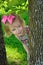 Little girl peaking around tree
