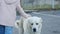 a little girl pets a large white stray dog.