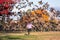 Little girl in a pick jacket and black jeans chasing geese sitting on a lawn in a park