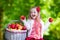 Little girl picking apples in fruit orchard