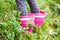 Little girl picking blueberries in summer forest