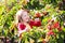 Little girl picking cherry in fruit garden