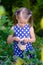 Little girl picking fresh berries on blueberry field - on organic farm. Cute gardener girl playing outdoors in fruit orchard. Tod