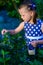 Little girl picking fresh berries on blueberry field - on organic farm. Cute gardener girl playing outdoors in fruit orchard. Tod