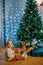 Little girl with a piece of orange sits near the Christmas tree with gifts