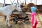 A little girl in pink clothes and a panama feeds a white horse by hay near an old wooden cart