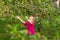 Little girl in pink Tshirt, stands near branches of apple tree, catching soap bubbles with her hands