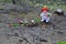 Little girl is planting tulips over burned ground